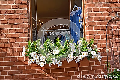 The blossoming mandevilla friable Mandevilla laxa Lindl. in shop-front Stock Photo