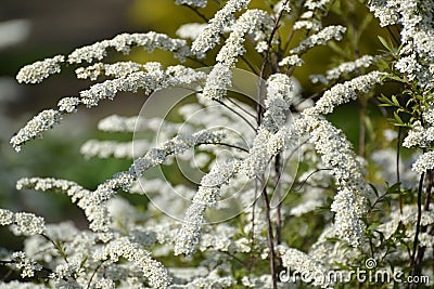 The blossoming meadowsweet of Argut, or ostrozazubrenny Spiraea arguta Stock Photo