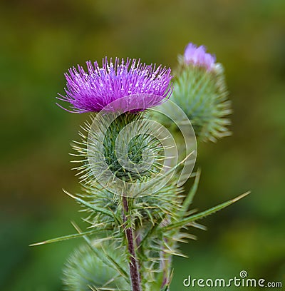 Blossoming Milk Thistle flower. Milk Thistle `Silybum marianum`. Also known as Marian`s Thistle, St. Mary`s Thistle, Holy Thistle Stock Photo