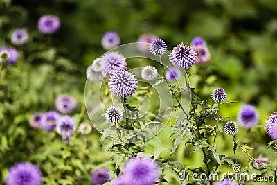 Blossoming Milk Thistle flower Stock Photo