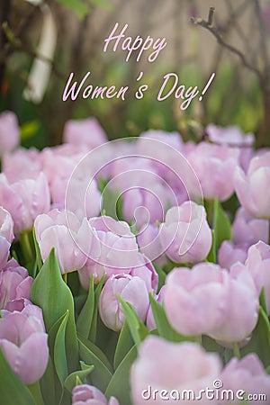 Blossoming Mistic Prince tulips, selective focus, Spring Women`s Day March 8 postcard Stock Photo