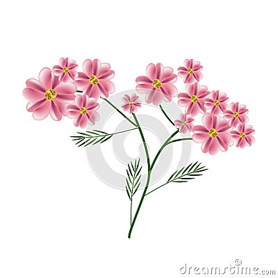 Blossoming of Old Rose Yarrow Flowers or Achillea Millefolium Flowers Vector Illustration