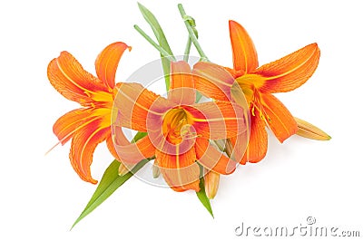 Blossoming orange lilies isolated on a white background Stock Photo