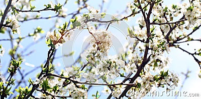 Blossoming orchard in the spring. Blooming plum orchard tree on a blue sky background. Spring background. Spring orchard. Stock Photo