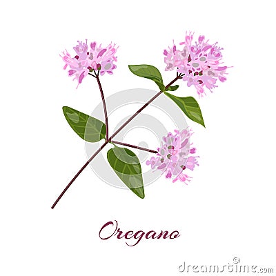 Blossoming oregano flowers Vector Illustration