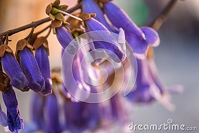 Blossoming Paulownia tomentosa with beautiful violet flowers in spring sunny garden, flowering honey agricultural plant Stock Photo