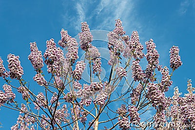 Blossoming Paulownia trees in the spring Stock Photo