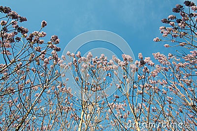 Blossoming Paulownia trees in the spring Stock Photo