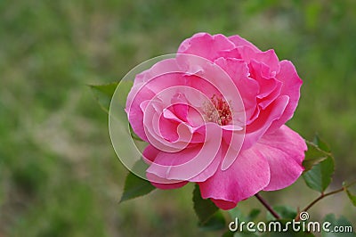 The open pink rose Stock Photo