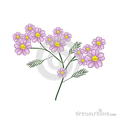 Blossoming of Pink Yarrow Flowers or Achillea Millefolium Flowers Vector Illustration