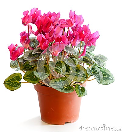 Blossoming plant of cyclamen Stock Photo