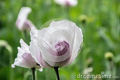 Blossoming poppies flowers. Flowering Poppy-heads field Stock Photo