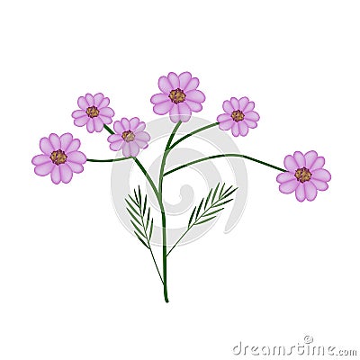 Blossoming of Purple Yarrow Flowers or Achillea Millefolium Flowers Vector Illustration