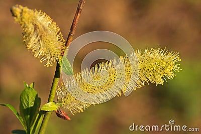 Blossoming pussy-willow Stock Photo