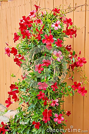 Blossoming red mandevilla flower in a garden agains wooden fence background Stock Photo