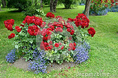 The blossoming red park rose and blue lobelias. A flower bed in park Stock Photo
