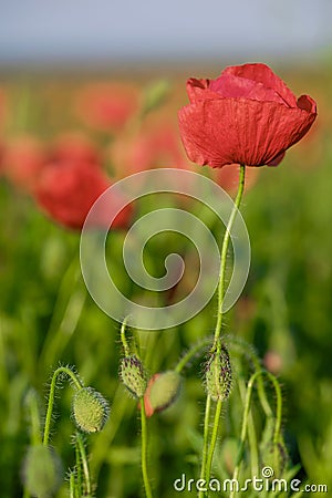 Blossoming poppy close-up surrounded by other poppies 5 Stock Photo