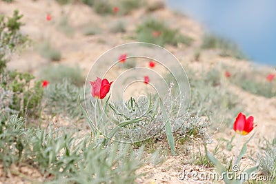 blossoming red tulips on the mountainside Bogdo in desert. Stock Photo