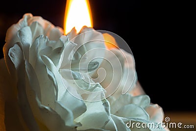 A blossoming rose flower with white petals, on a black background and a candle burning behind. Macro Stock Photo