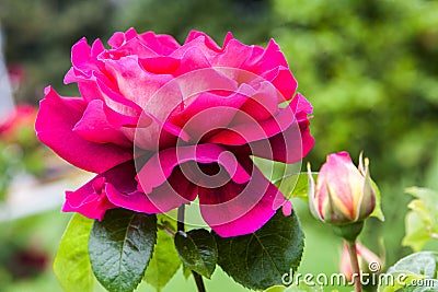 Blossoming rose Stock Photo