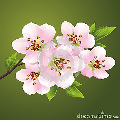 Blossoming sakura - japanese cherry tree Vector Illustration