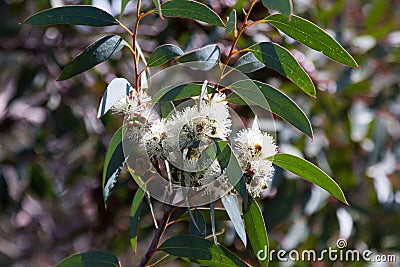 Blossoming soap mallee Stock Photo