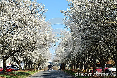 Blossoming spring trees Stock Photo
