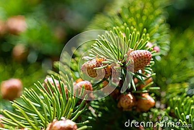 Blooming spruce buds closeup, Picea abies vegetation in spring Stock Photo