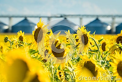 Blossoming sunflower field with a crop storing elevator on a background Stock Photo