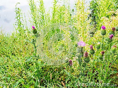 Blossoming thistle and green grass on riverbank Stock Photo