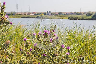 Blossoming thistle with pink flowers on brown background. Field with Silybum marianum Milk Thistle Stock Photo