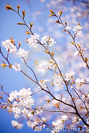 Blossoming tree Stock Photo