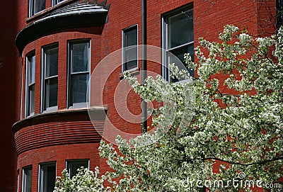 Blossoming tree and brick hous Stock Photo