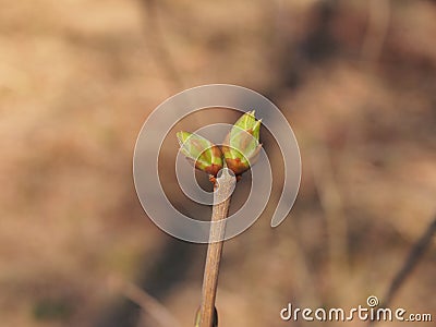 Blossoming tree foliage. Spring. Stock Photo