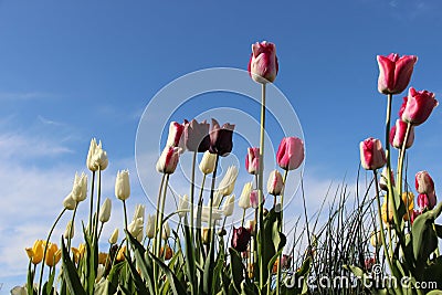 Tulips Field Stock Photo