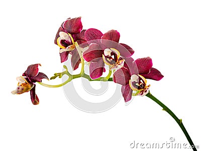 Blossoming twig of beautiful dark purple orchid, phalaenopsis is Stock Photo