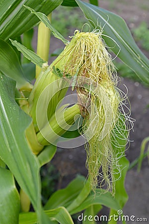 Blossoming of unripe ears of corn. Corn rylets and columns Stock Photo
