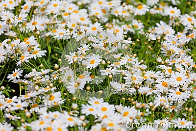 Blossoming white daisies Stock Photo