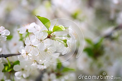 Blossoming of cherry white flowers in spring garden, natural background for wallpaper Stock Photo