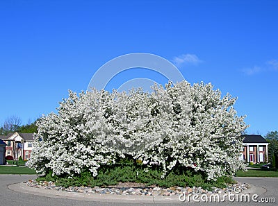 Blossoming white flower trees Stock Photo