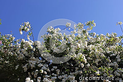 Blossoming white flowers in spring Stock Photo