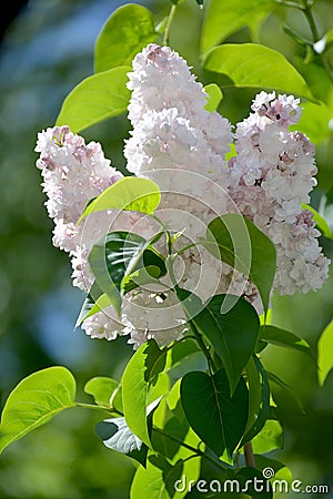 The blossoming white terry lilac (Syringa L.), grade Stock Photo