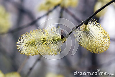 Blossoming willow in the spring forest Stock Photo