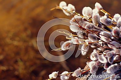 Blossoming willow. Willow branches with fluffy kidneys. Stock Photo