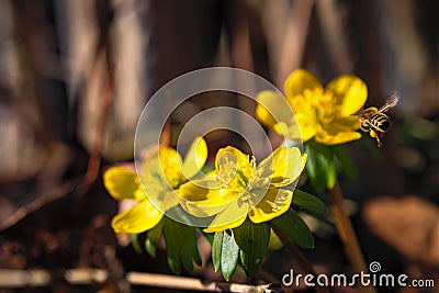 Blossoming winter flowers with bee Stock Photo