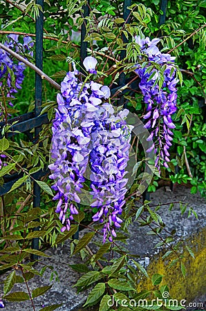 Blossoming wistaria branch in spring garden. Blurry background with purple flowers wisteria or glycine in springtime. Soft focus Stock Photo