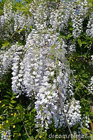 The blossoming wistaria (Wisteria Nutt.), close up Stock Photo