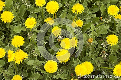 The blossoming yellow dandelions Stock Photo