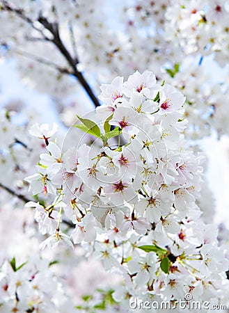 Blossoming Yoshino cherry Stock Photo