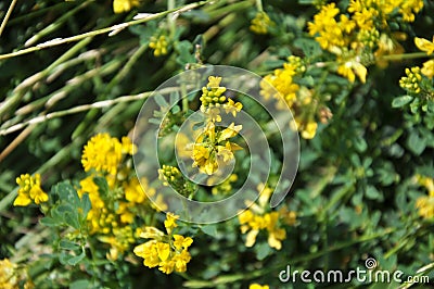 Blossoms of alfalfa sickle Medicago falcata Stock Photo